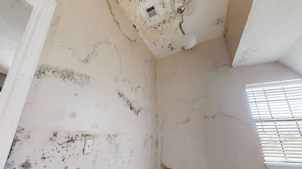 Best Flood Damage  in East Lansing, MI