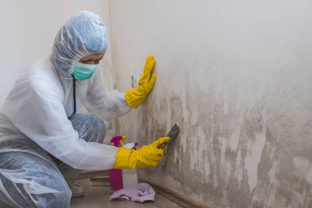 Mold Odor Removal Services in East Lansing, MI