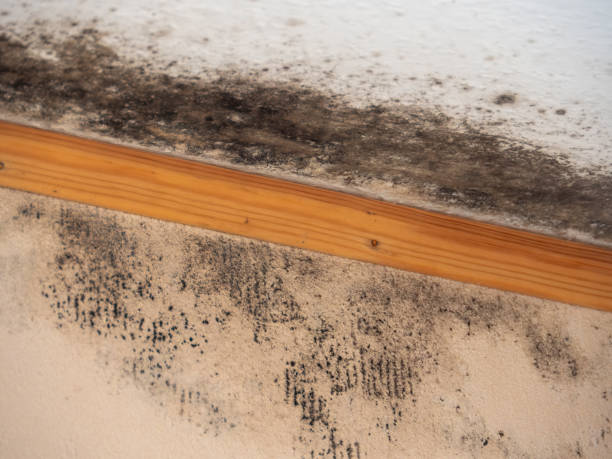Best Indoor Air Quality Assessment  in East Lansing, MI