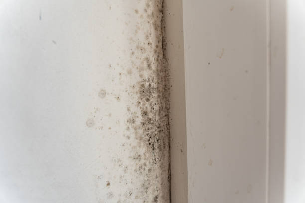 Best Commercial Mold Inspection  in East Lansing, MI