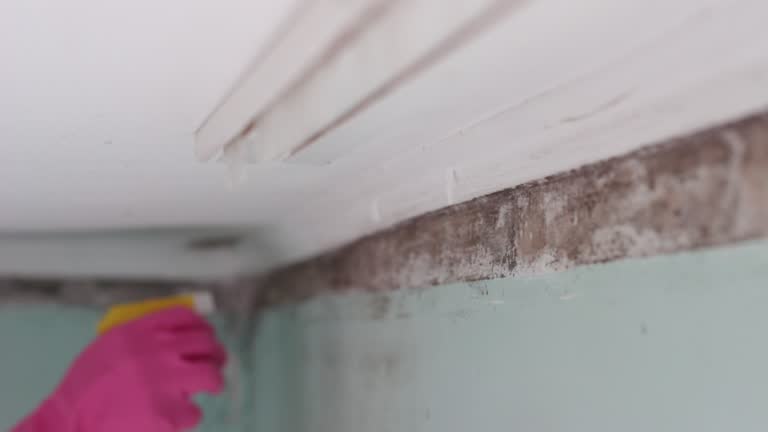 Best Basement Mold Removal  in East Lansing, MI